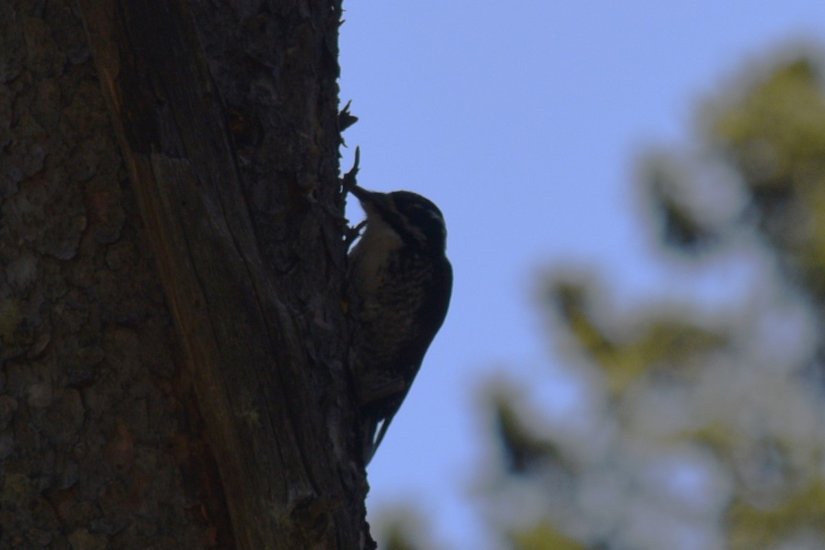 American Three-toed Woodpecker (Rocky Mts.) - ML619972960