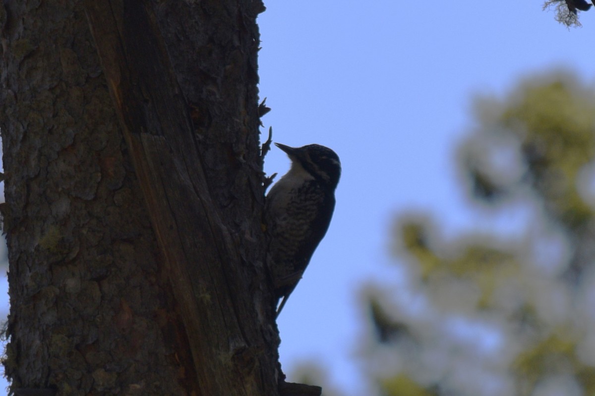 American Three-toed Woodpecker (Rocky Mts.) - ML619972984