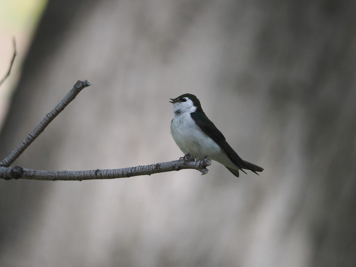 Violet-green Swallow - ML619973000