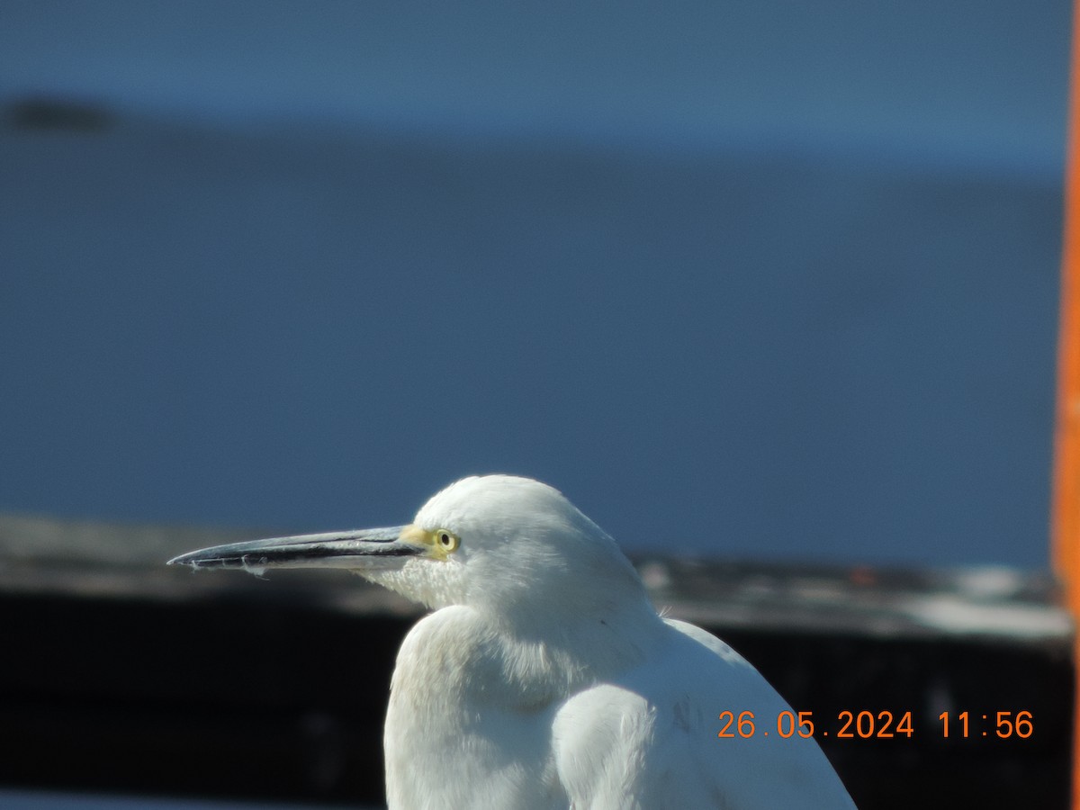 Snowy Egret - ML619973006