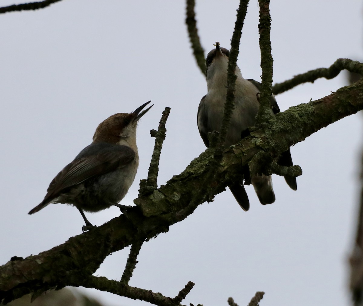 Brown-headed Nuthatch - ML619973010