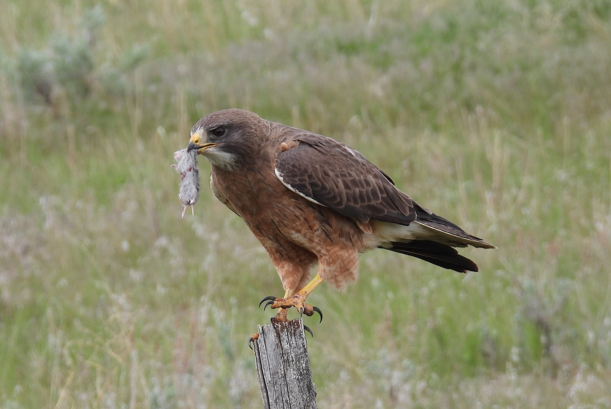 Swainson's Hawk - ML619973017