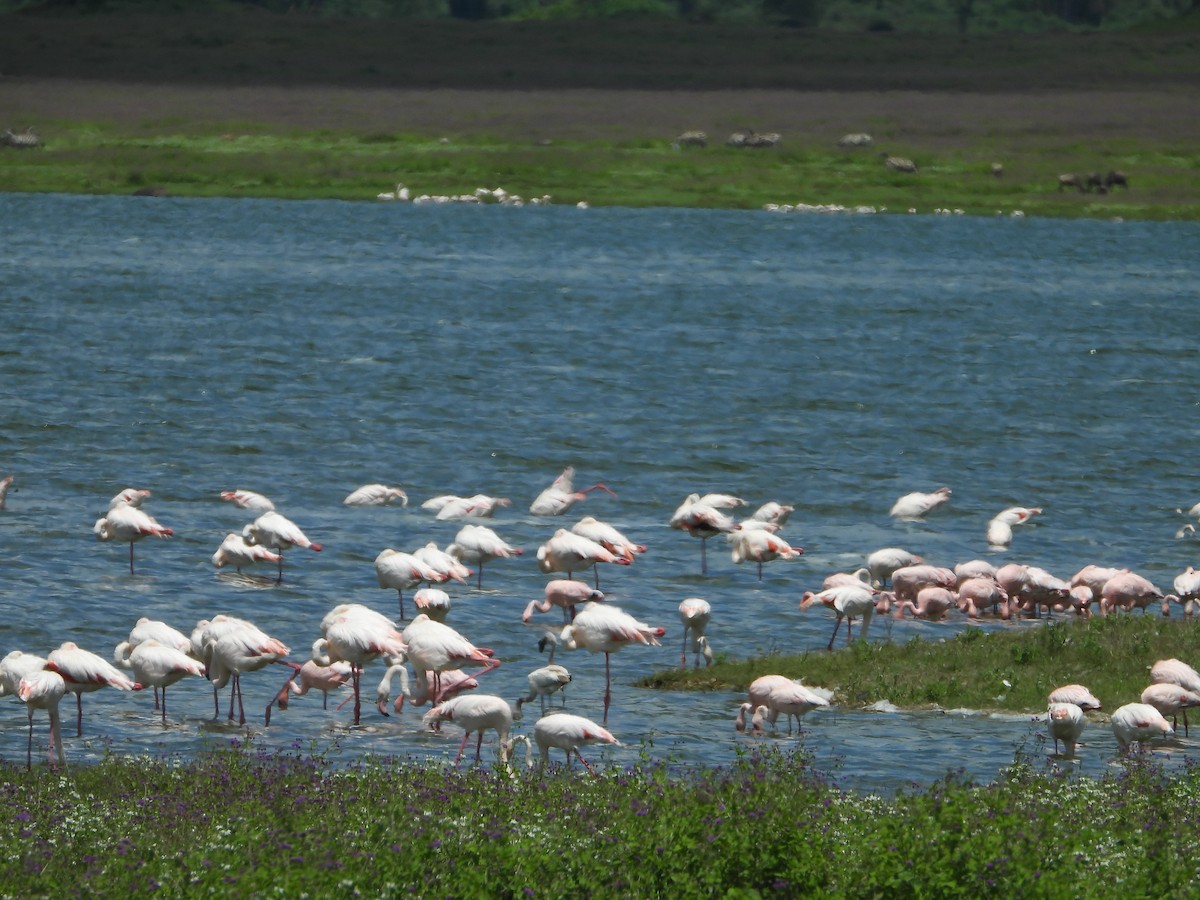 Greater Flamingo - ML619973023
