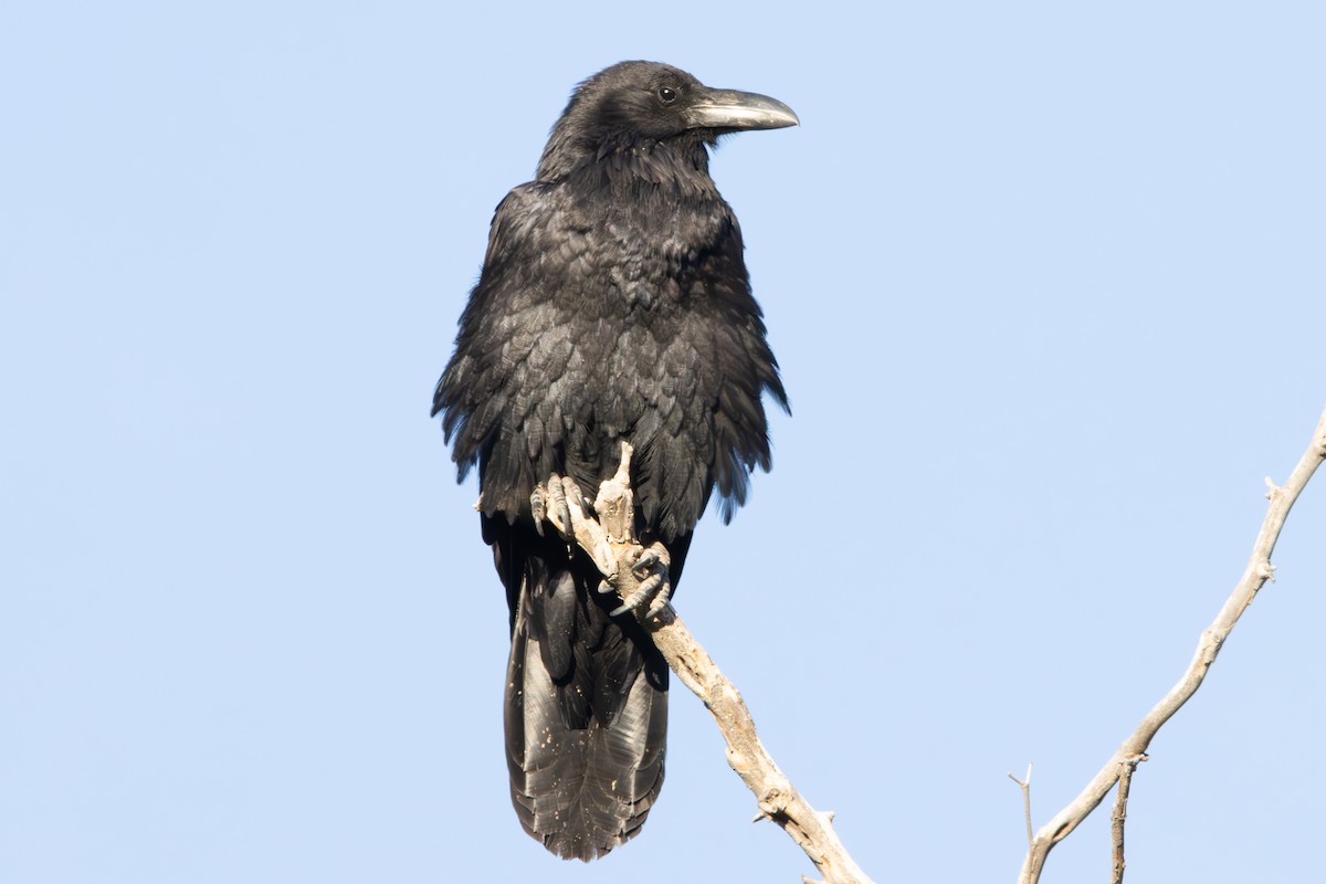 Common Raven - ML619973054