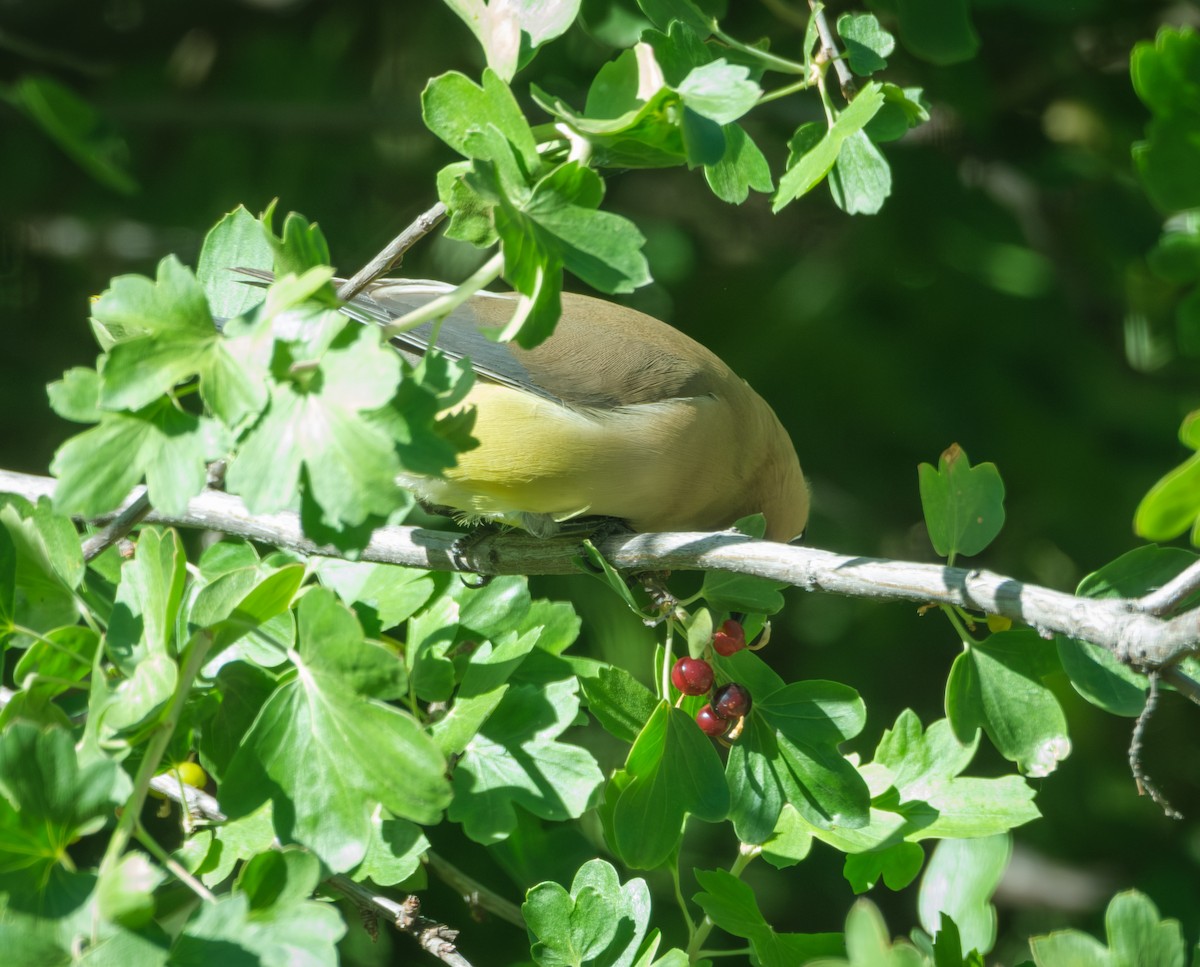 Cedar Waxwing - ML619973070