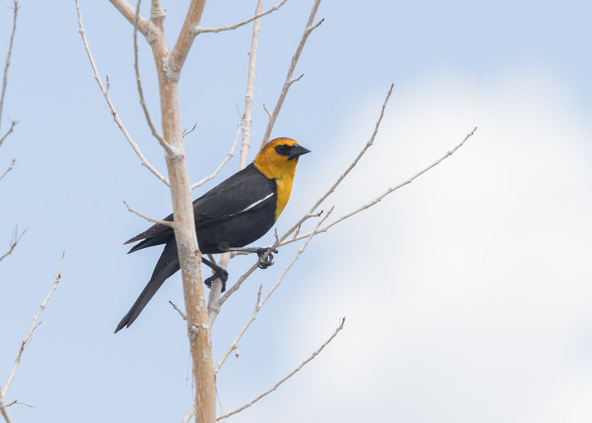 Yellow-headed Blackbird - ML619973074