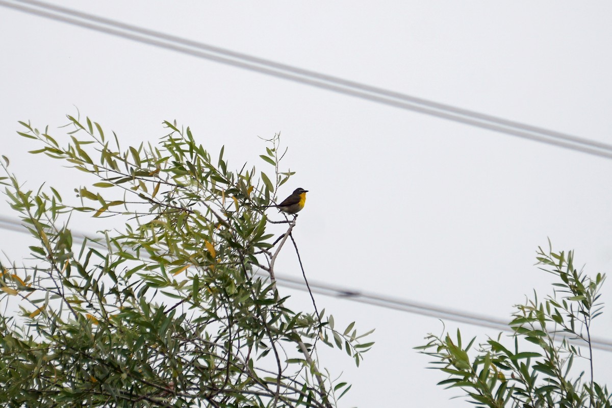 Yellow-breasted Chat - ML619973077