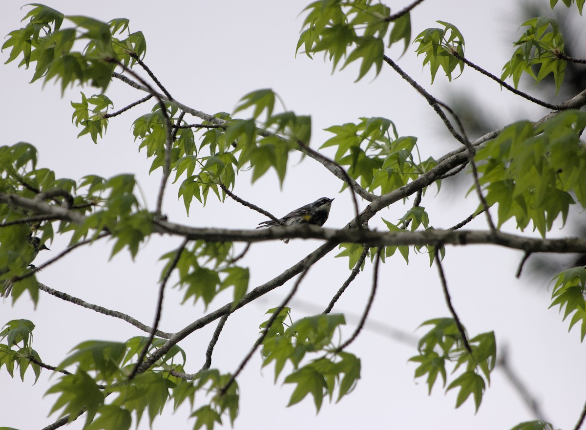 Yellow-rumped Warbler - ML619973080
