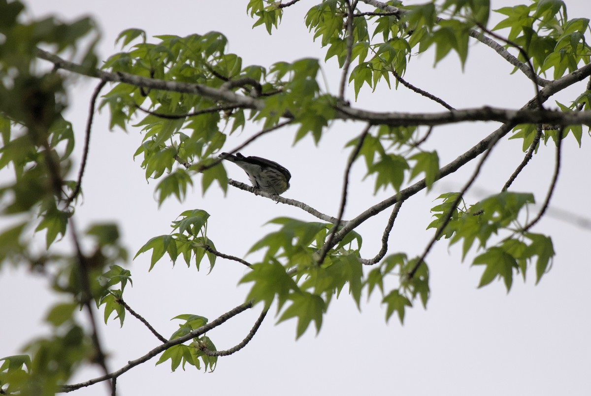 Yellow-rumped Warbler - ML619973081