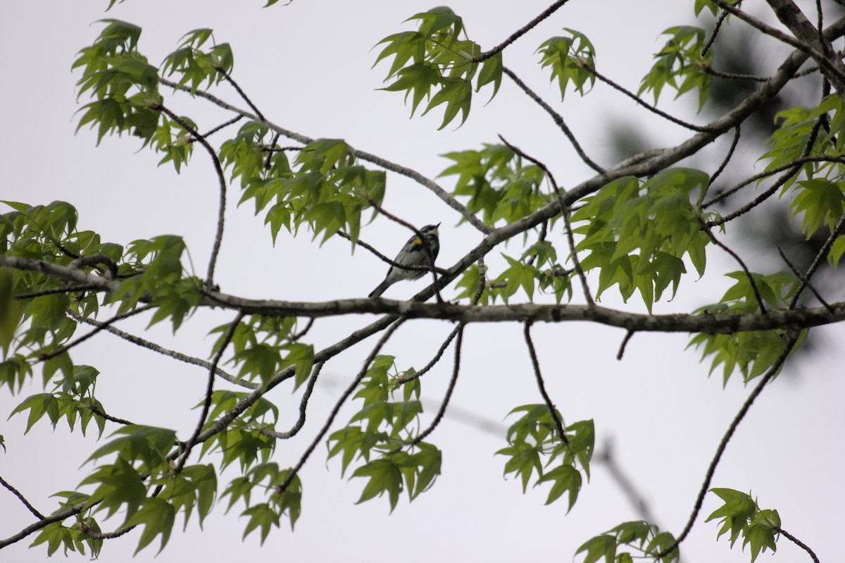 Yellow-rumped Warbler - ML619973082