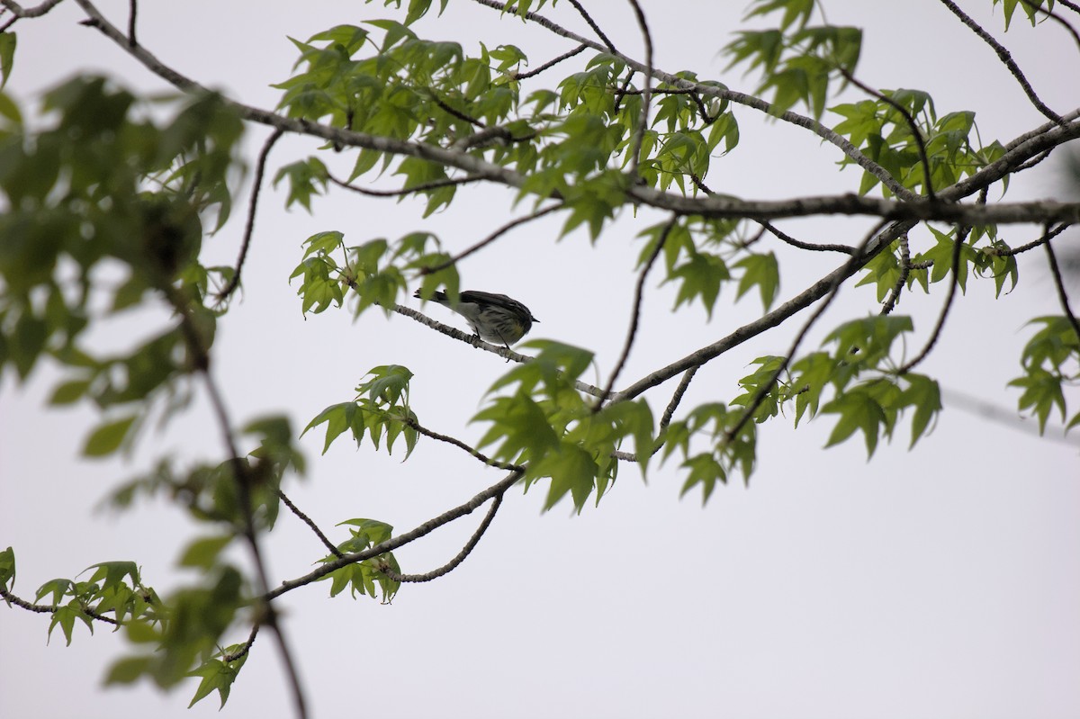Yellow-rumped Warbler - ML619973083