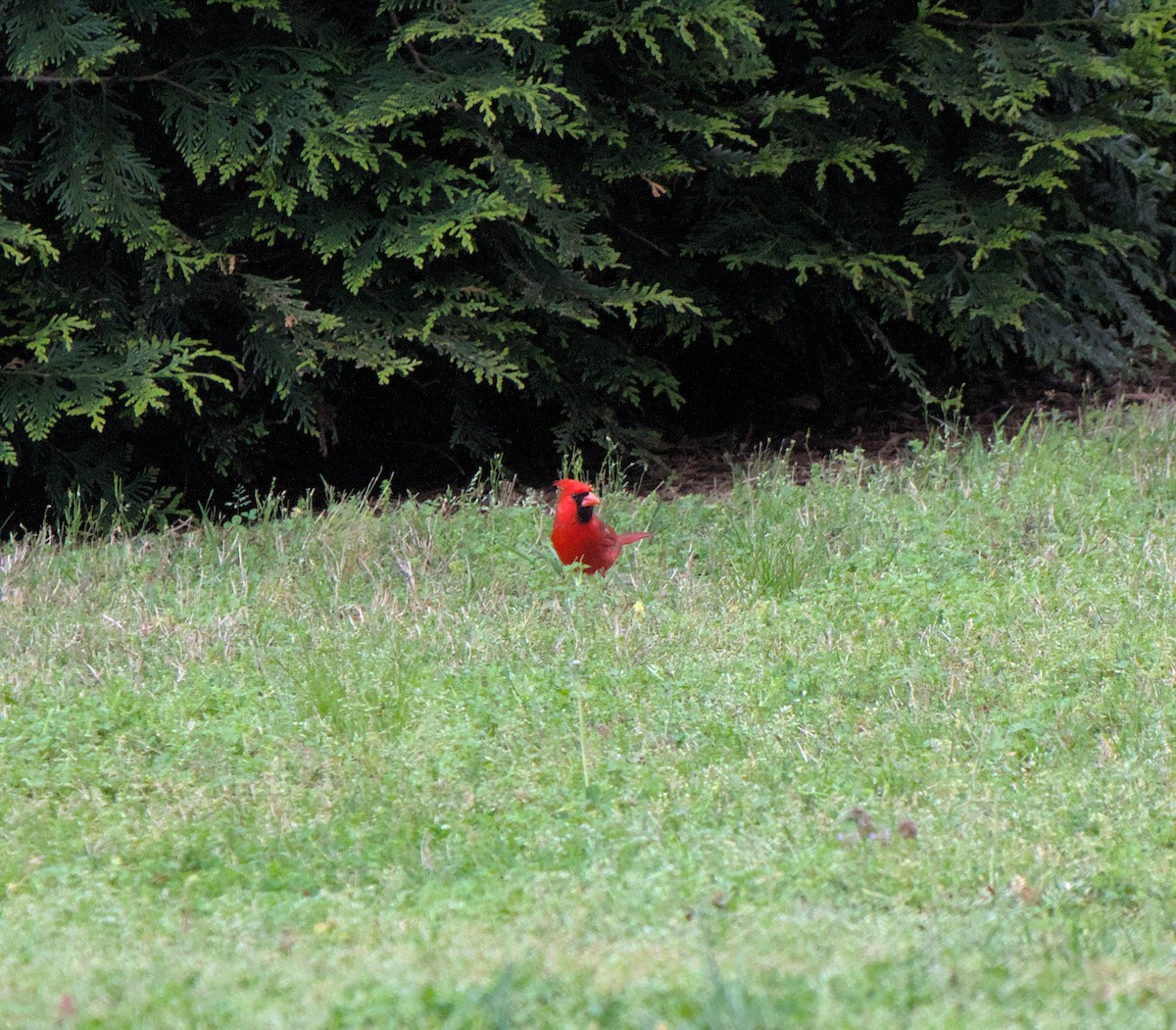 Northern Cardinal - ML619973096