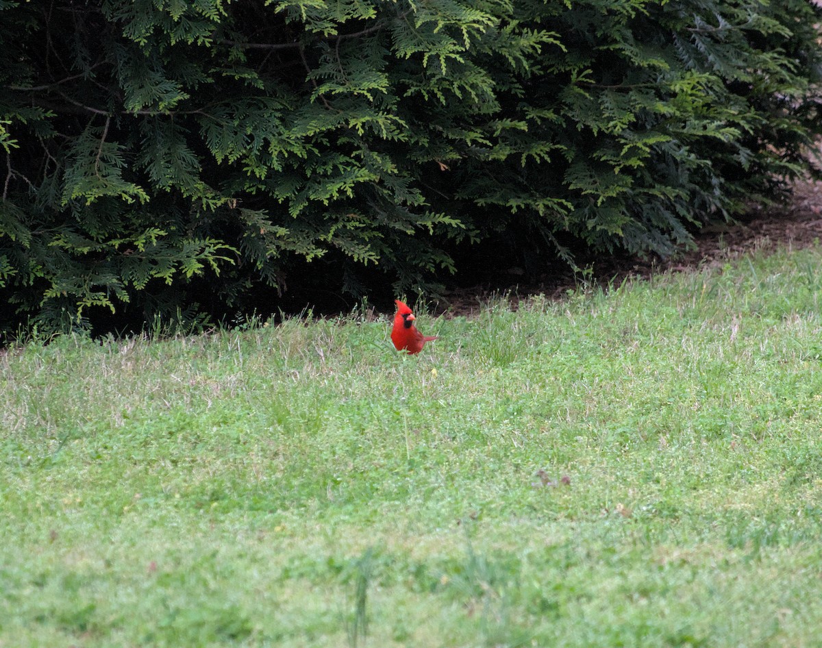 Northern Cardinal - ML619973097