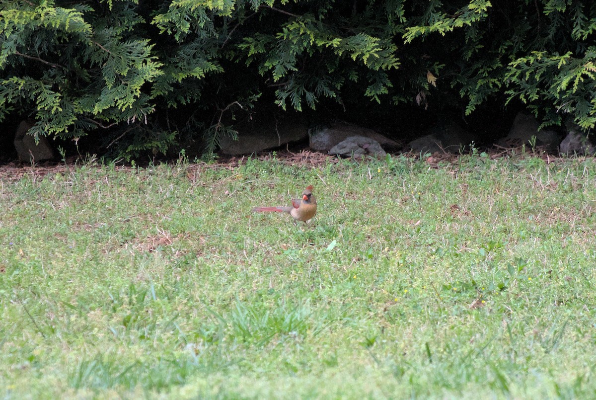 Northern Cardinal - ML619973098