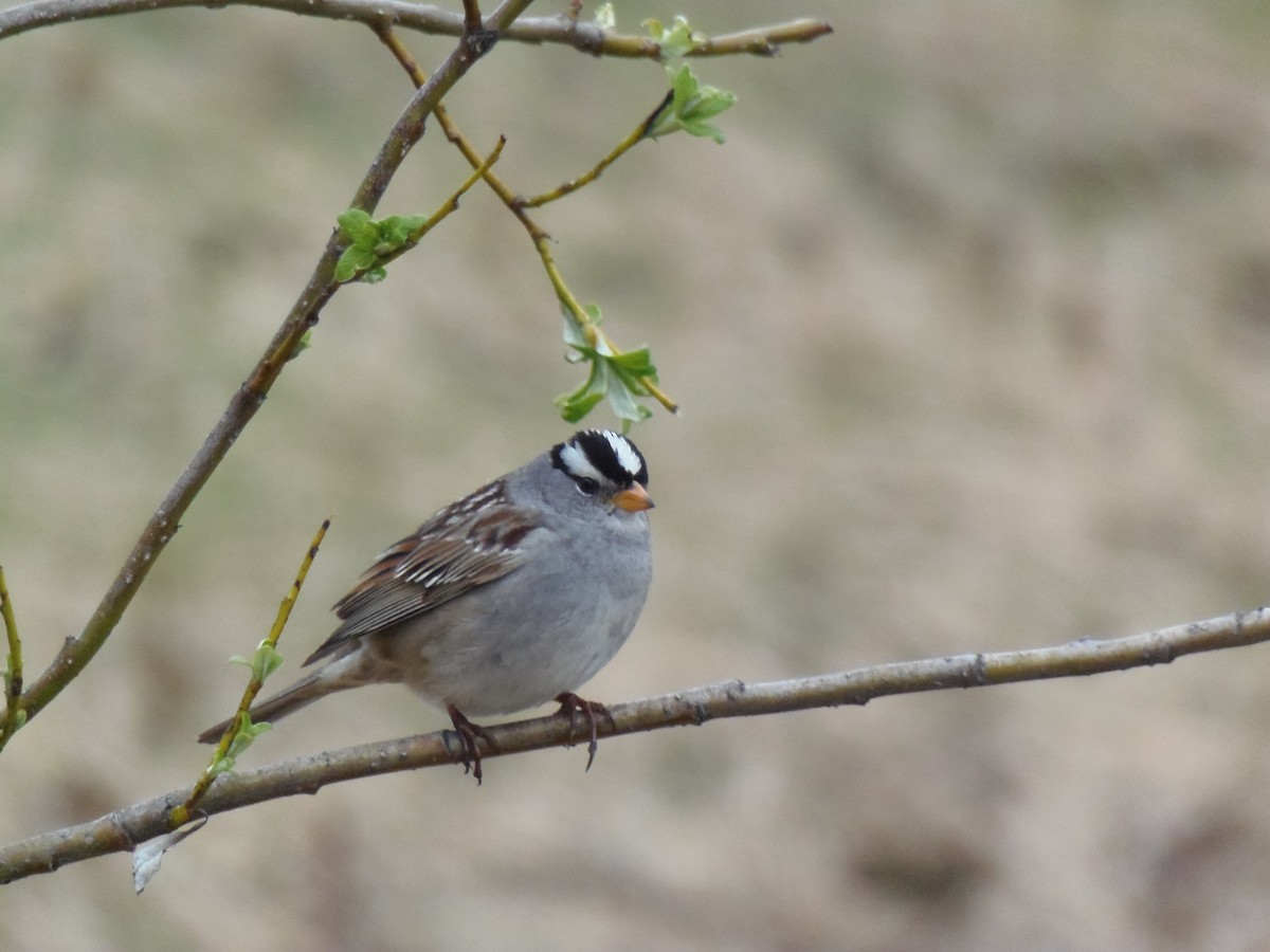 White-crowned Sparrow - ML619973105