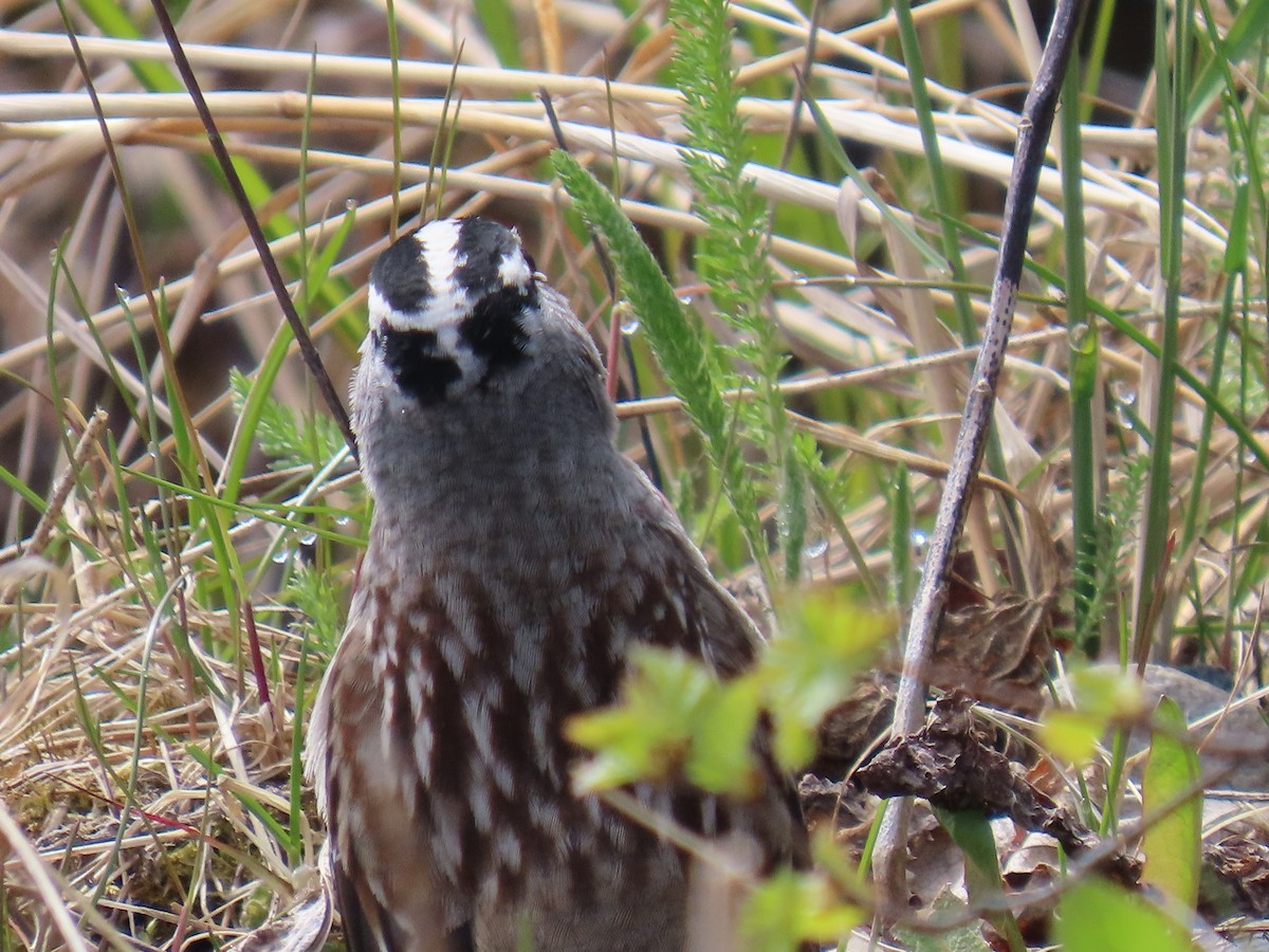 White-crowned Sparrow - ML619973108