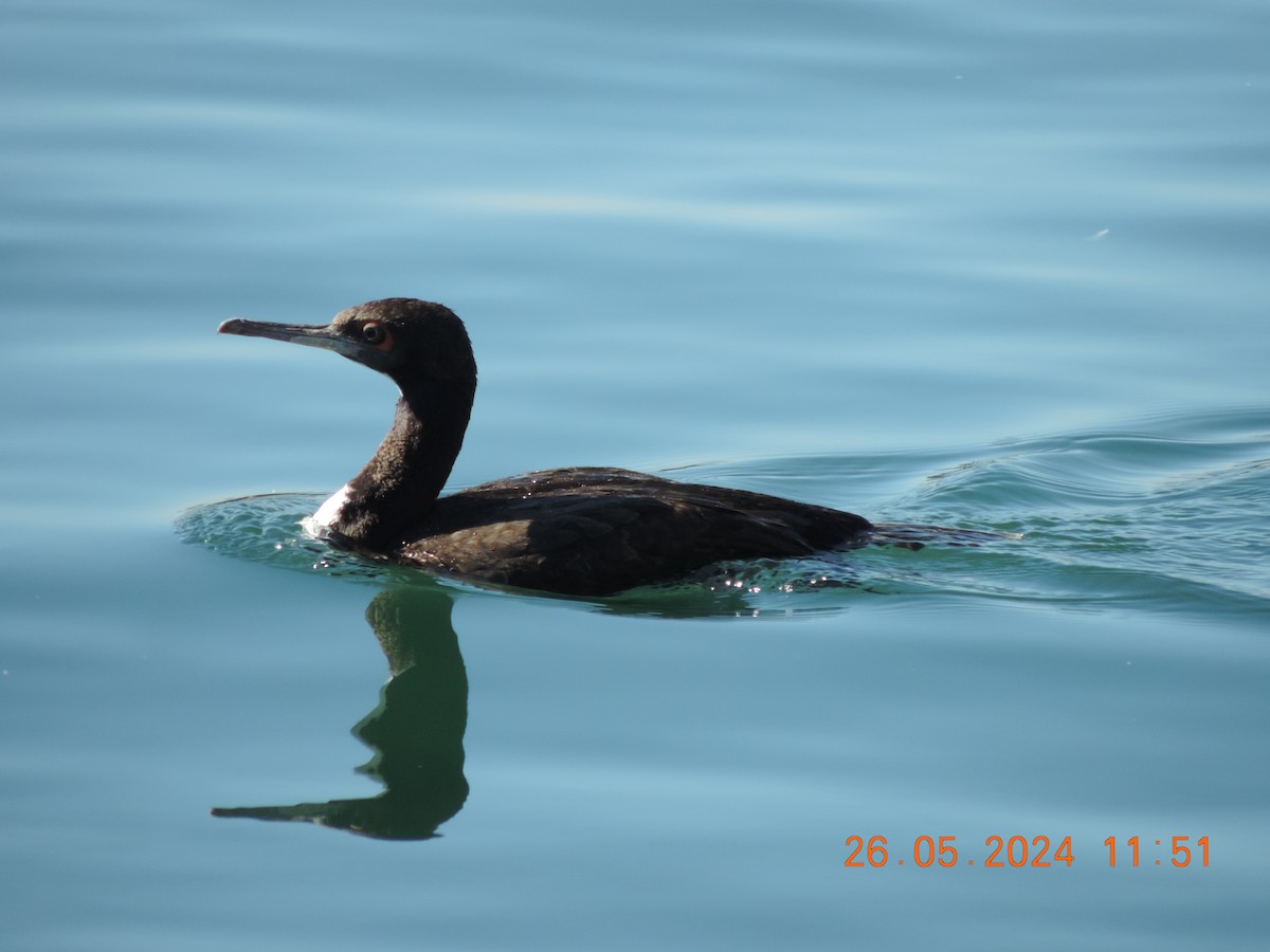 Cormoran de Bougainville - ML619973113