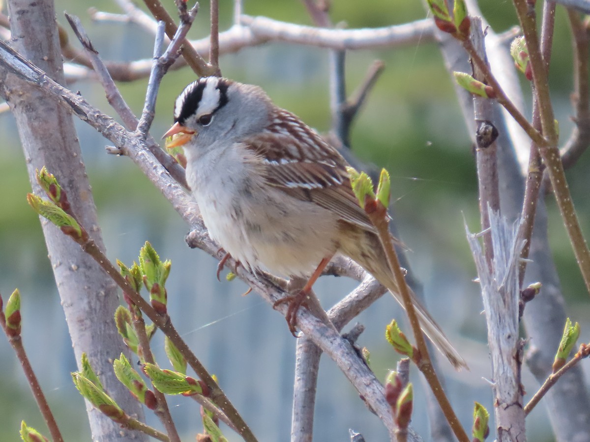 White-crowned Sparrow - ML619973123