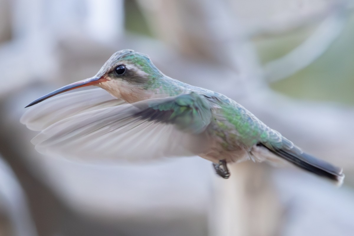 Broad-billed Hummingbird - ML619973129