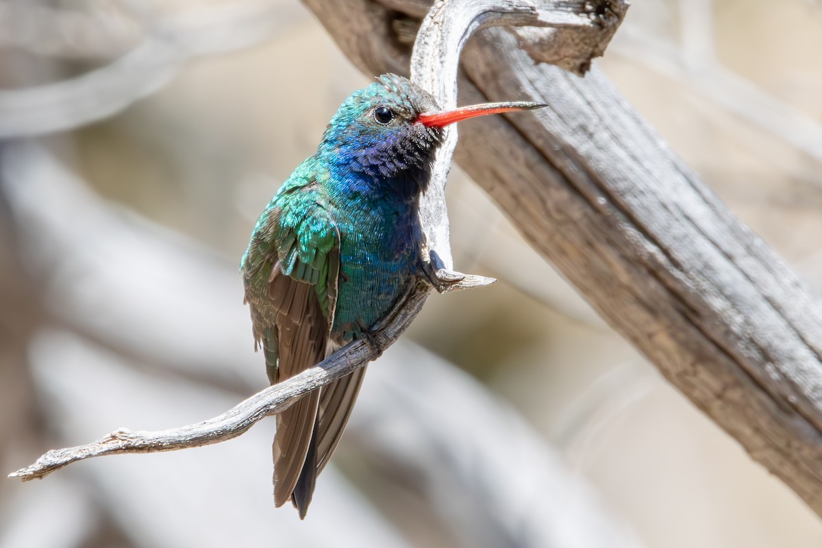 Broad-billed Hummingbird - ML619973130