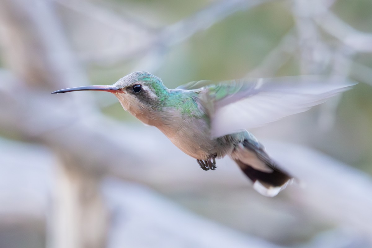 Colibrí Piquiancho Común - ML619973131