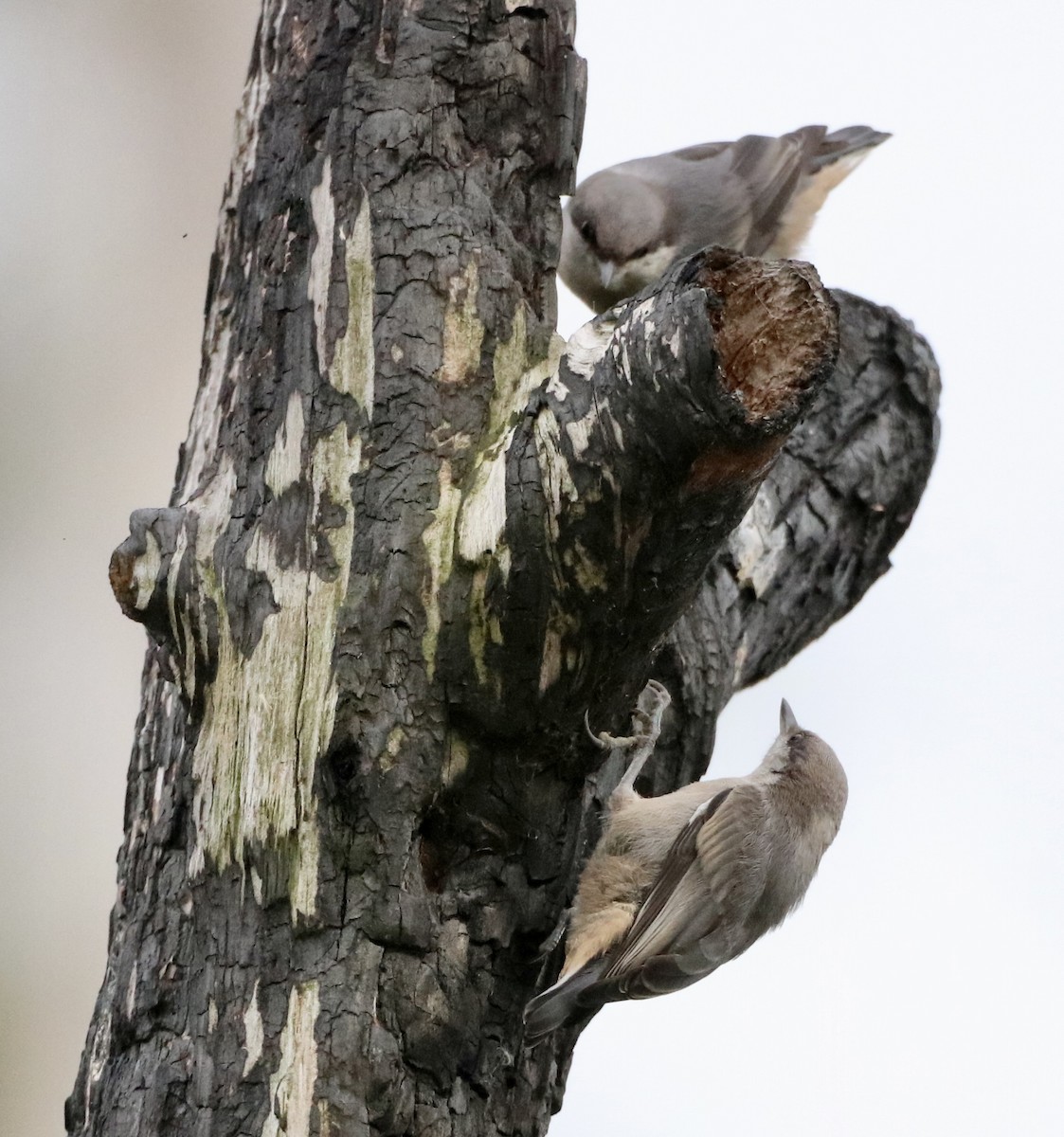 Brown-headed Nuthatch - ML619973141