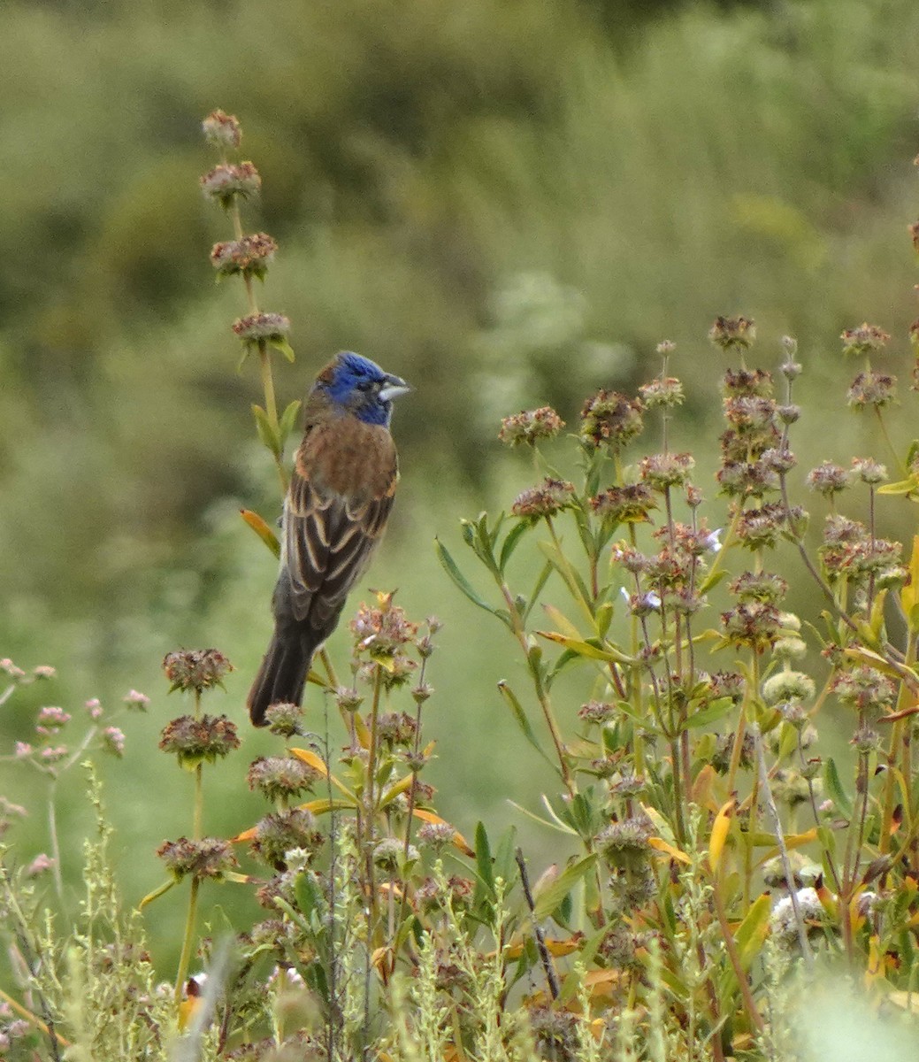 Blue Grosbeak - ML619973159