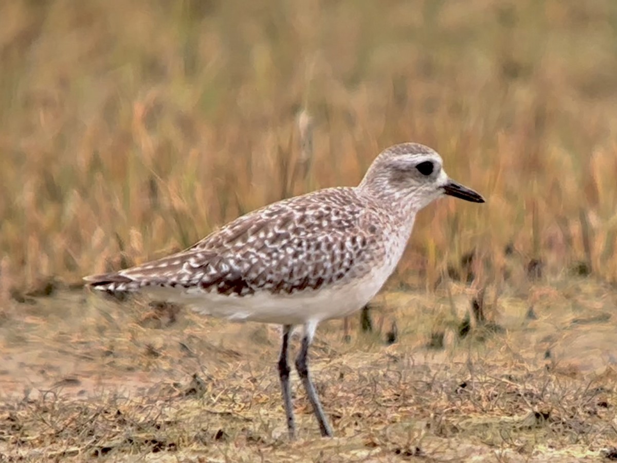 Black-bellied Plover - ML619973179