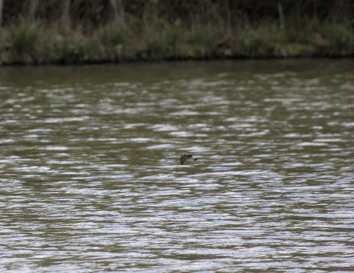 Northern Rough-winged Swallow - ML619973181