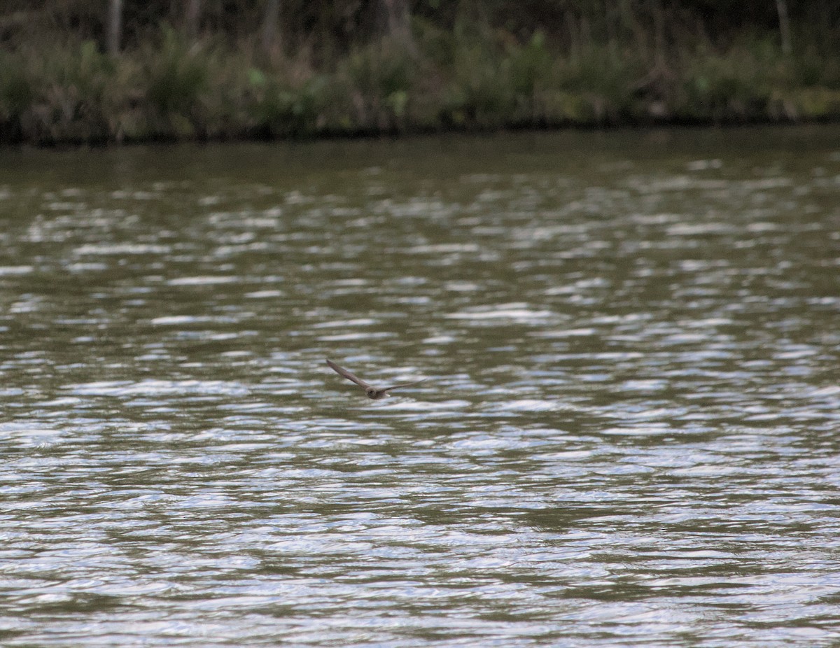 Northern Rough-winged Swallow - ML619973184