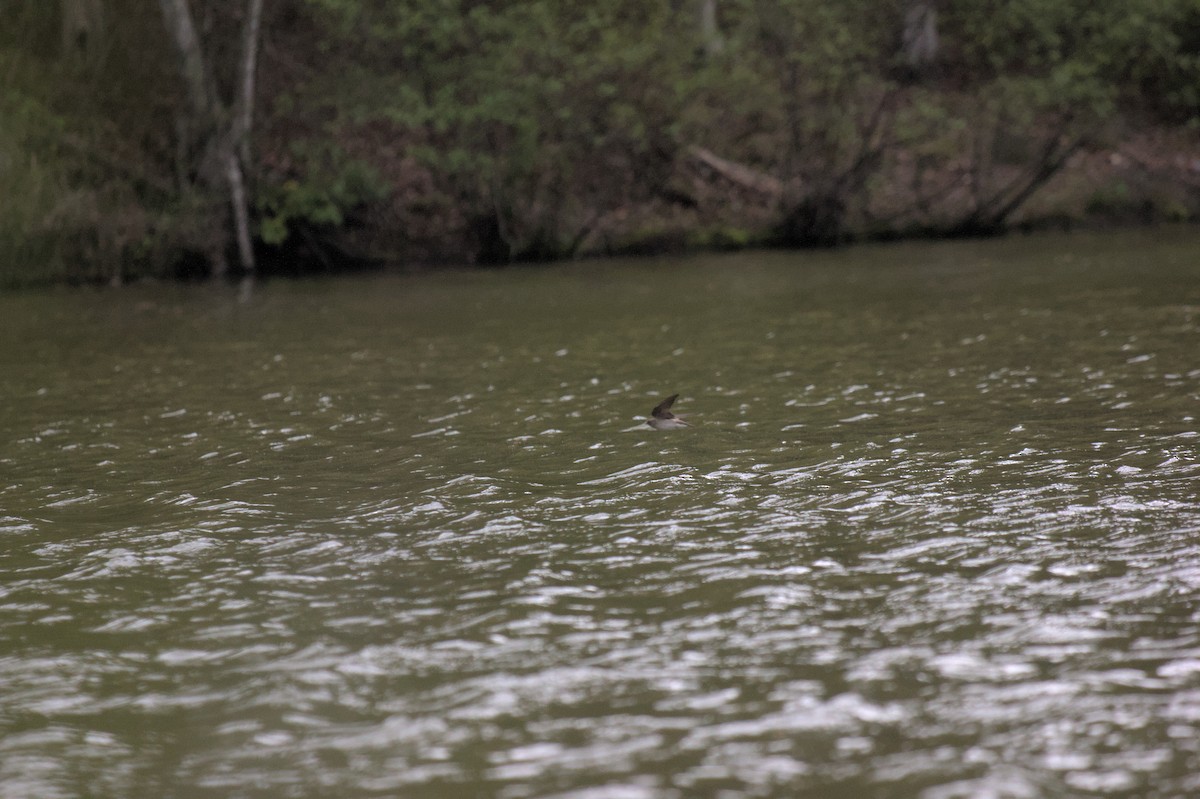 Northern Rough-winged Swallow - ML619973187