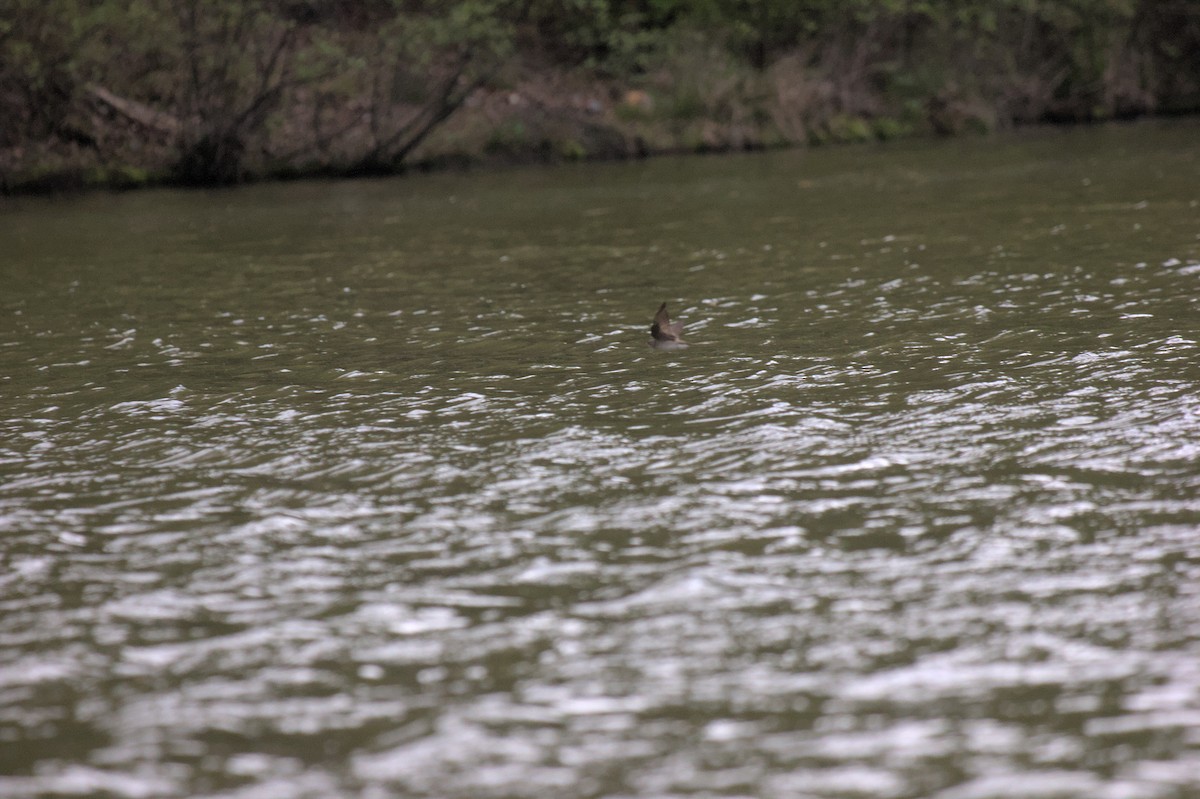Northern Rough-winged Swallow - ML619973188