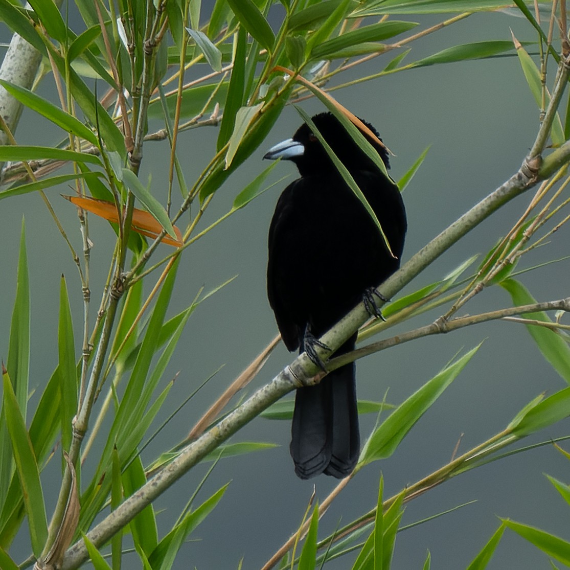 Flame-rumped Tanager - ML619973211