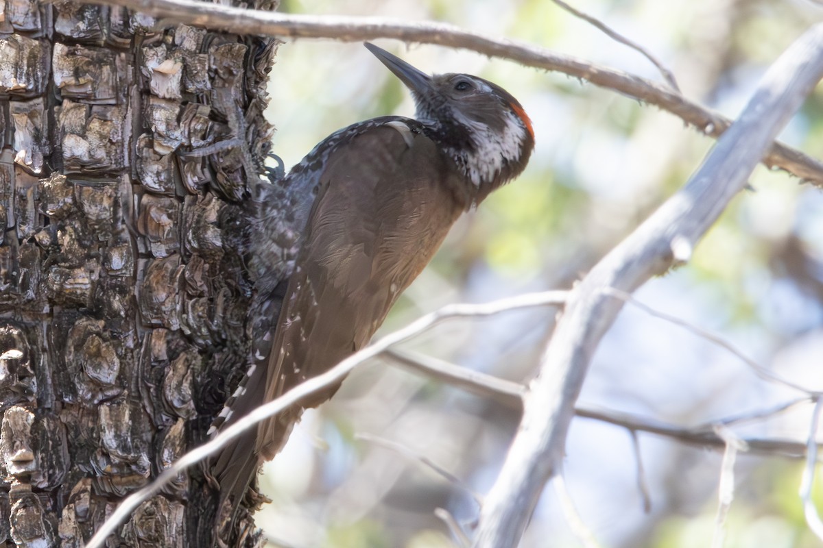 Arizona Woodpecker - ML619973228