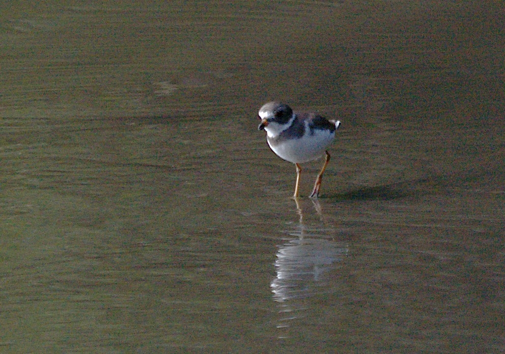 Semipalmated Plover - ML619973236