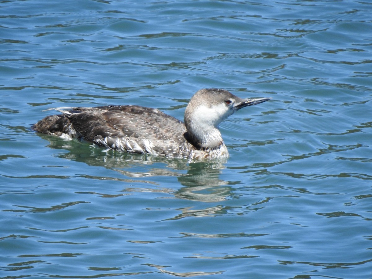 Red-throated Loon - ML619973239