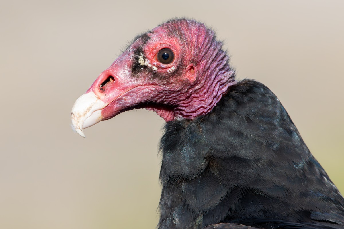 Turkey Vulture - ML619973258