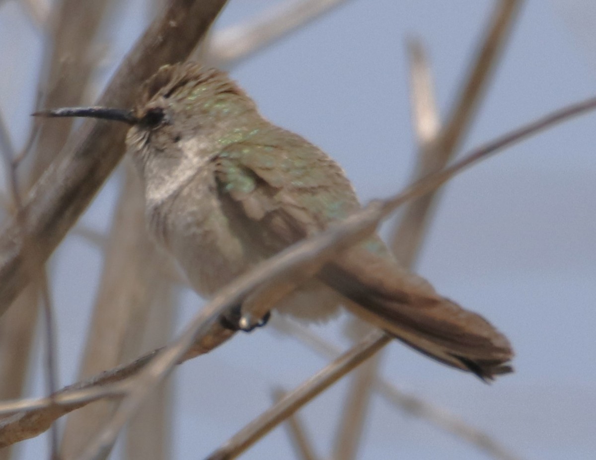 Costa's Hummingbird - ML619973262