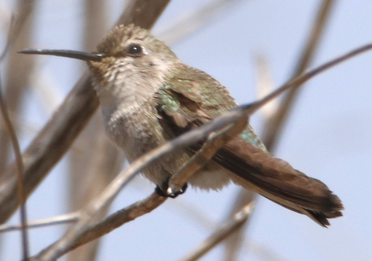 Costa's Hummingbird - ML619973263