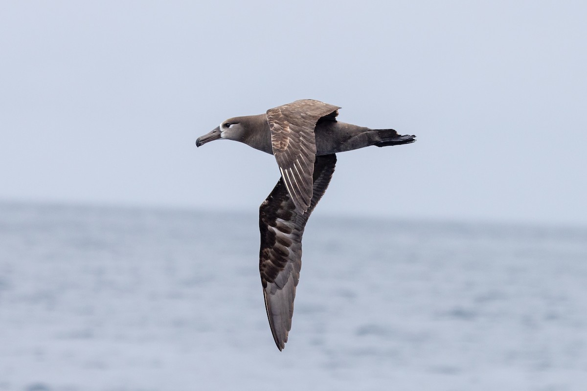 albatros černonohý - ML619973272