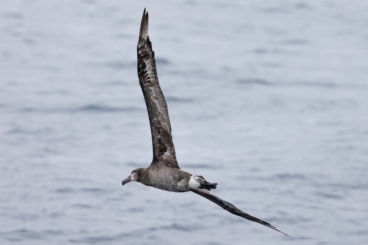 albatros černonohý - ML619973274