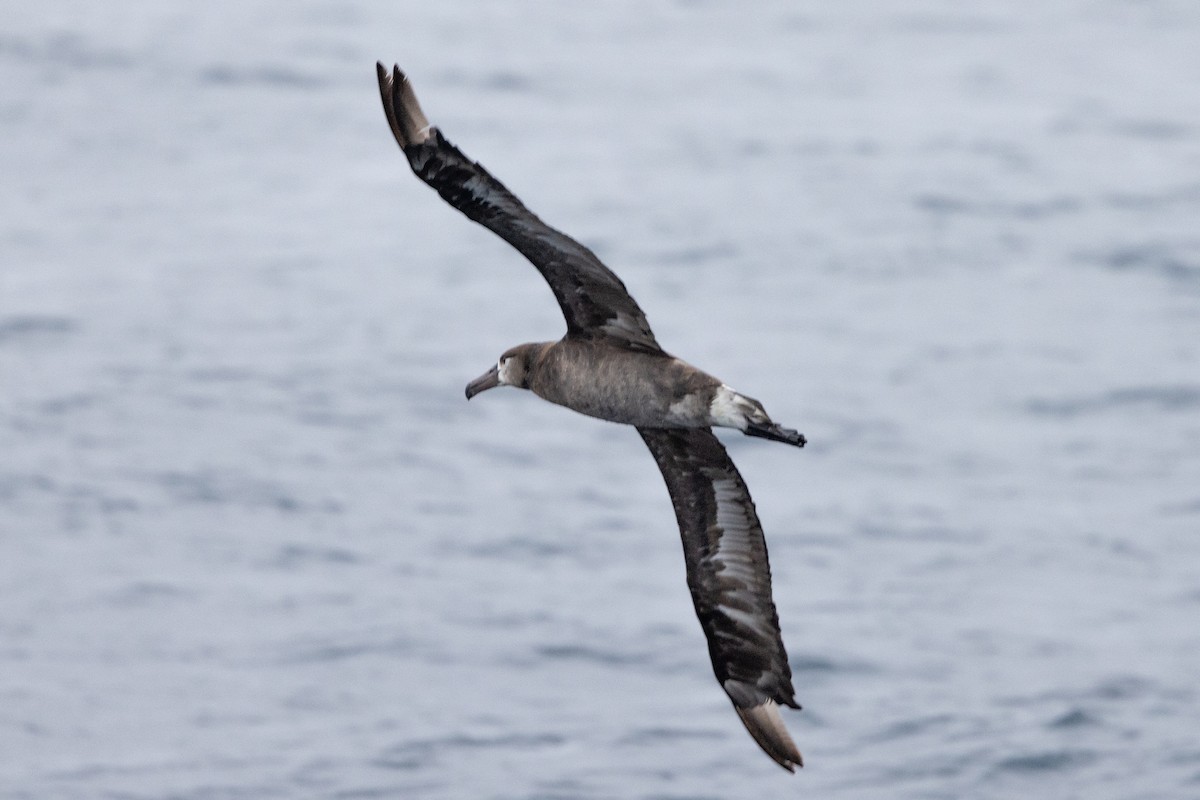 Albatros à pieds noirs - ML619973275