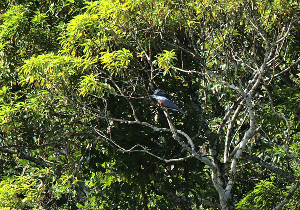 Ringed Kingfisher - ML619973276