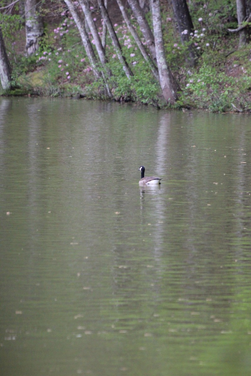 Canada Goose - ML619973277