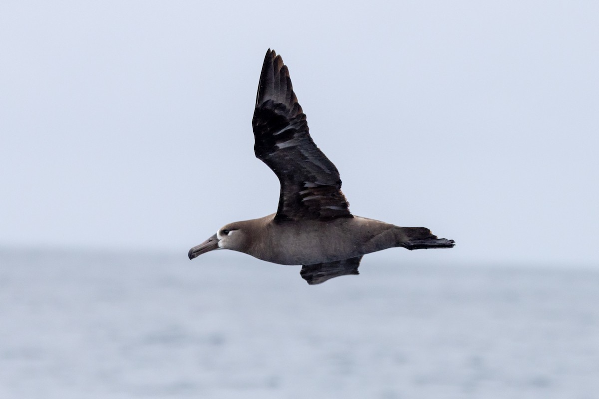 Albatros à pieds noirs - ML619973278