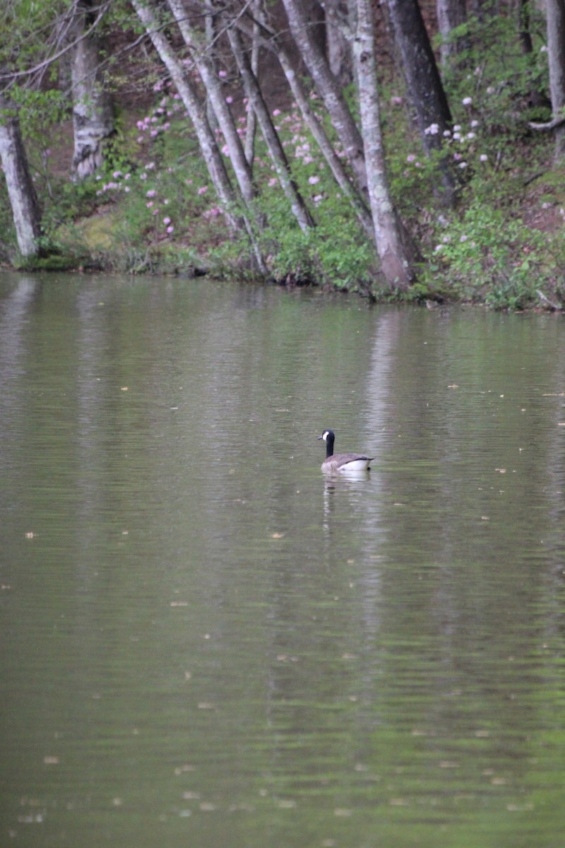 Canada Goose - ML619973279