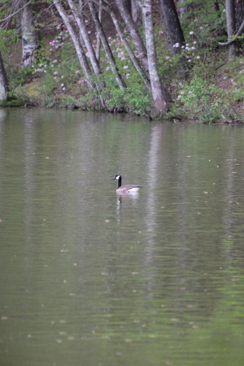 Canada Goose - ML619973281