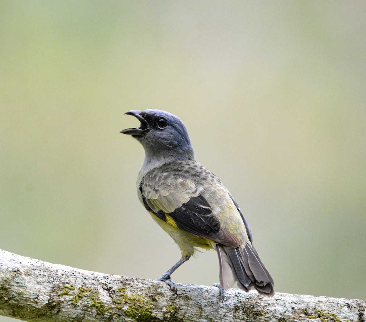 Yellow-winged Tanager - ML619973283