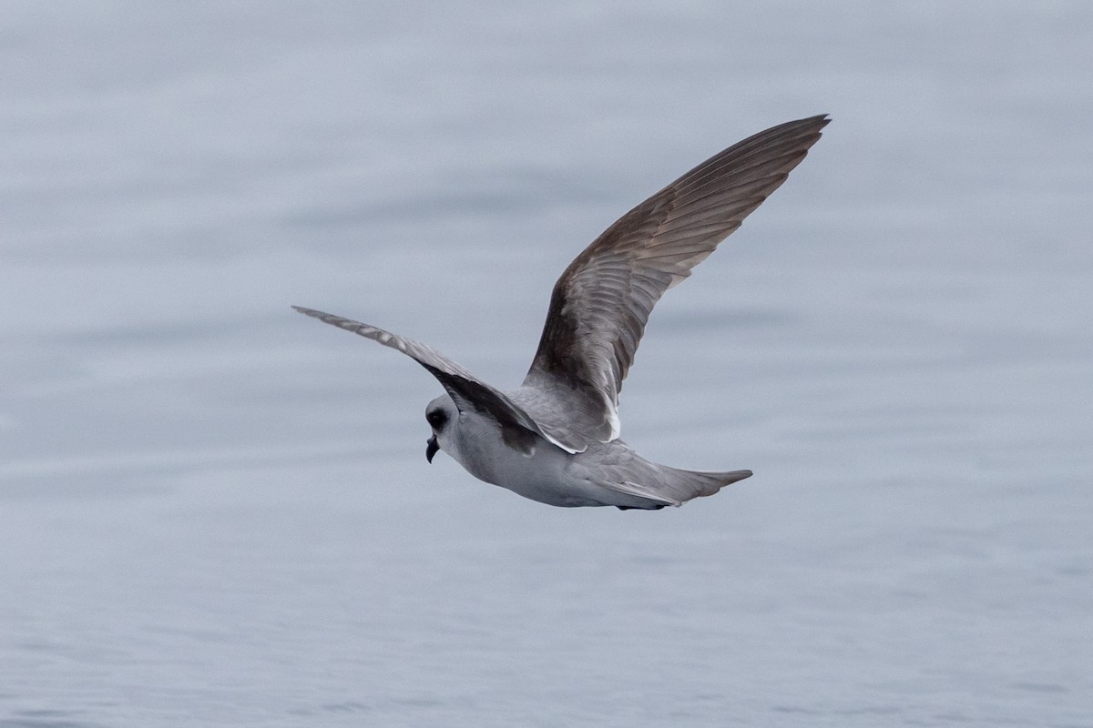 Fork-tailed Storm-Petrel - ML619973285