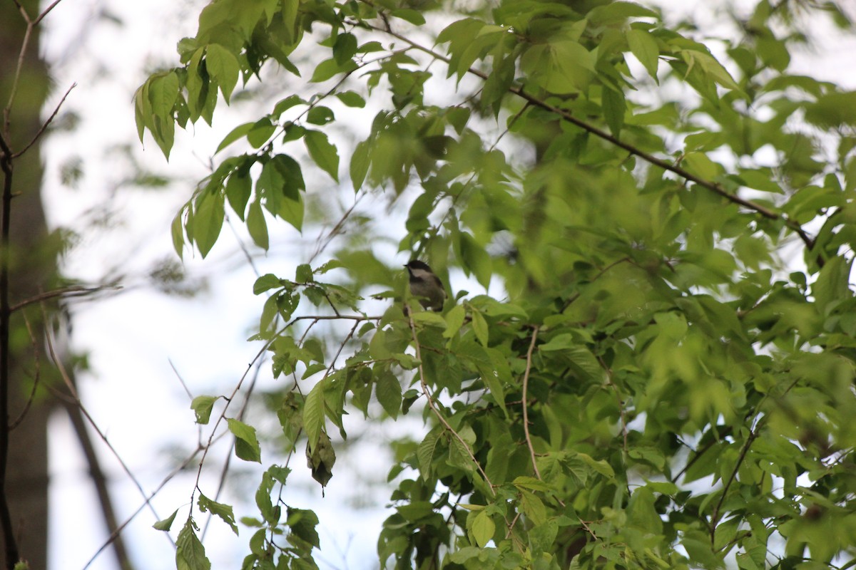 Carolina Chickadee - ML619973289